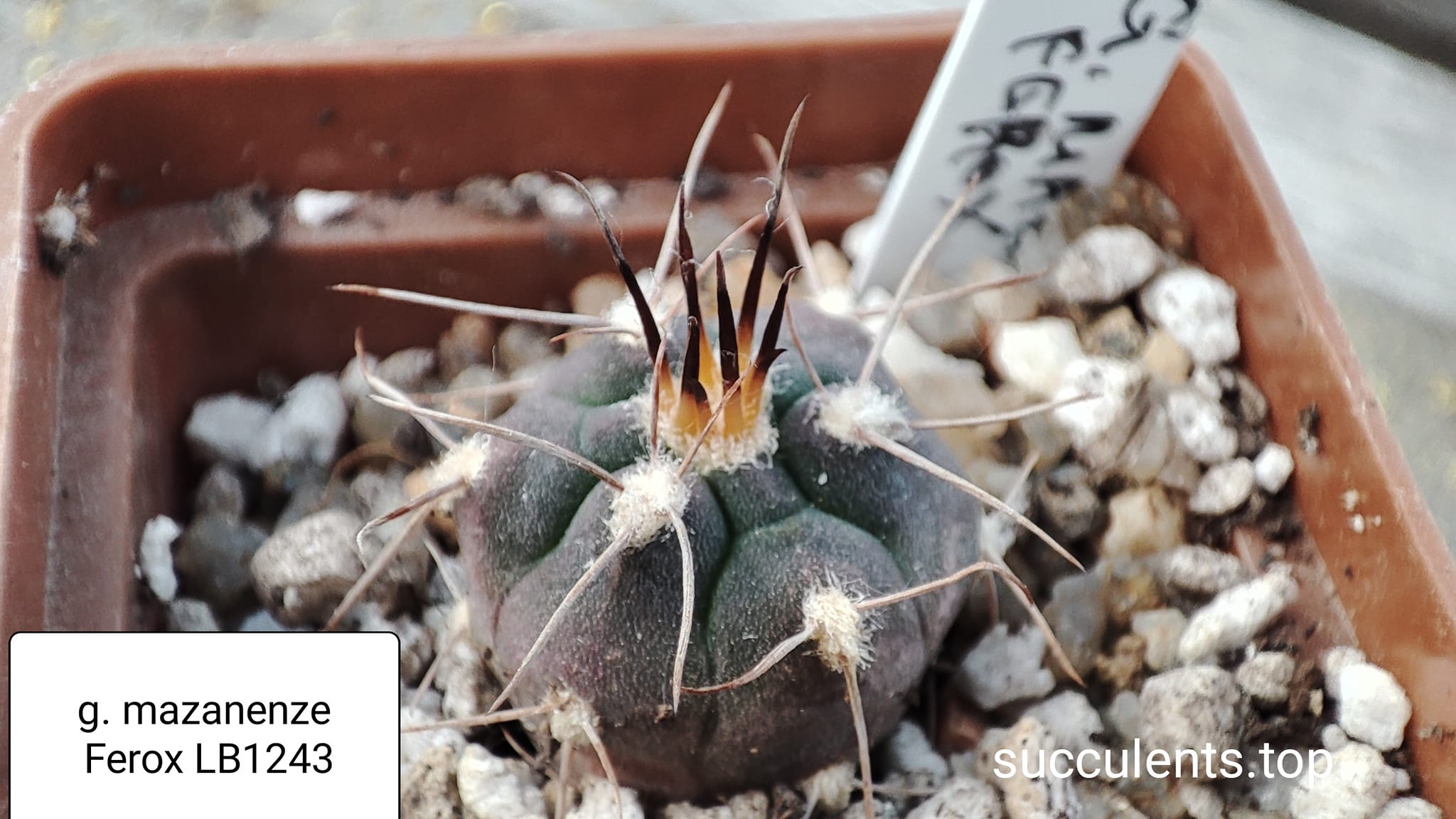 gymnocalycium mazanenze v. ferox LB1243