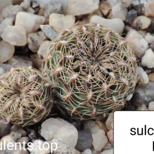 sulcorabutia SH57