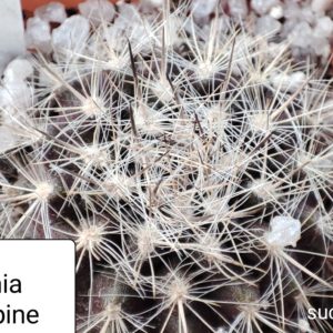 neochilenia sp Long spine
