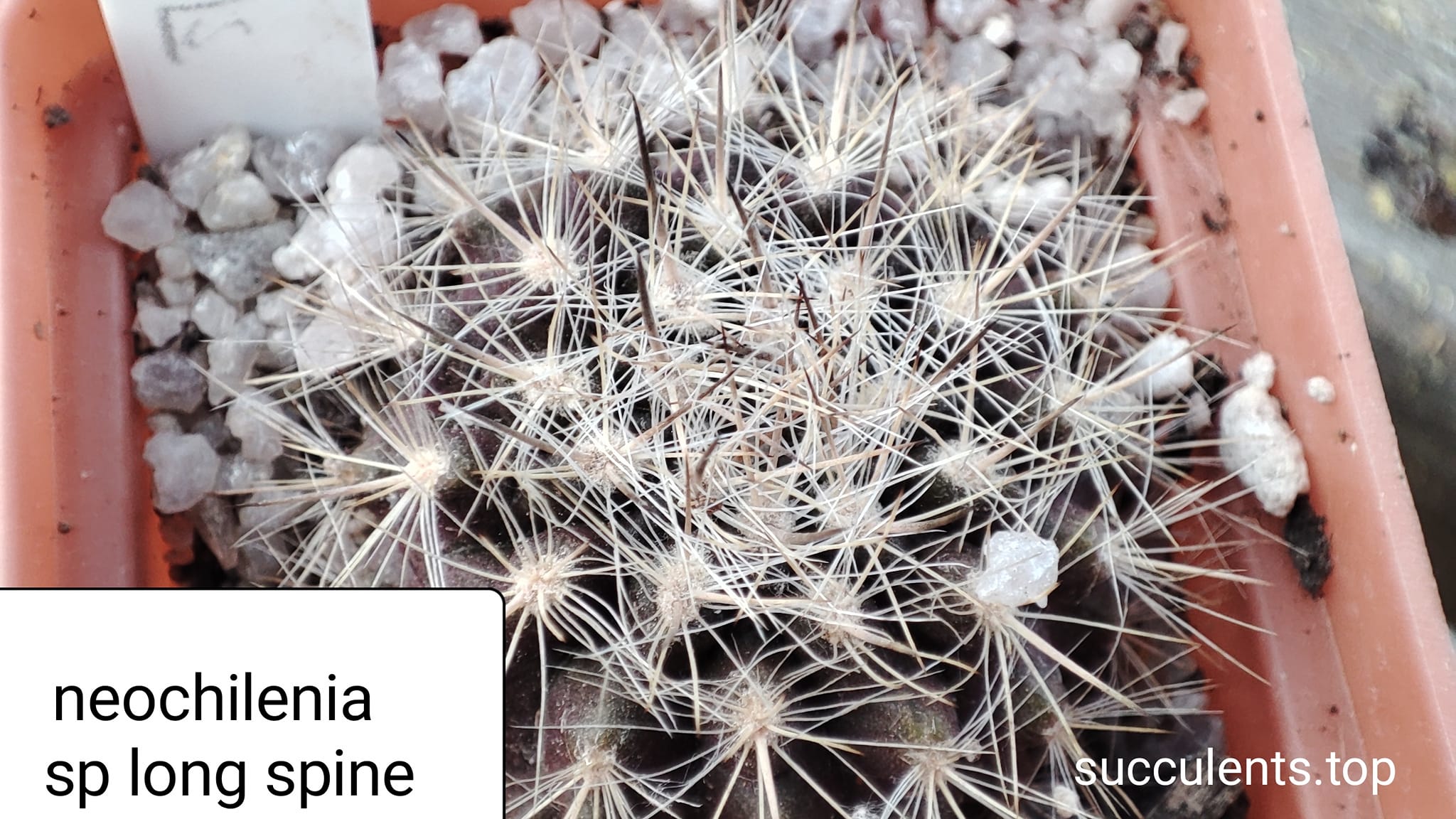 neochilenia sp Long spine