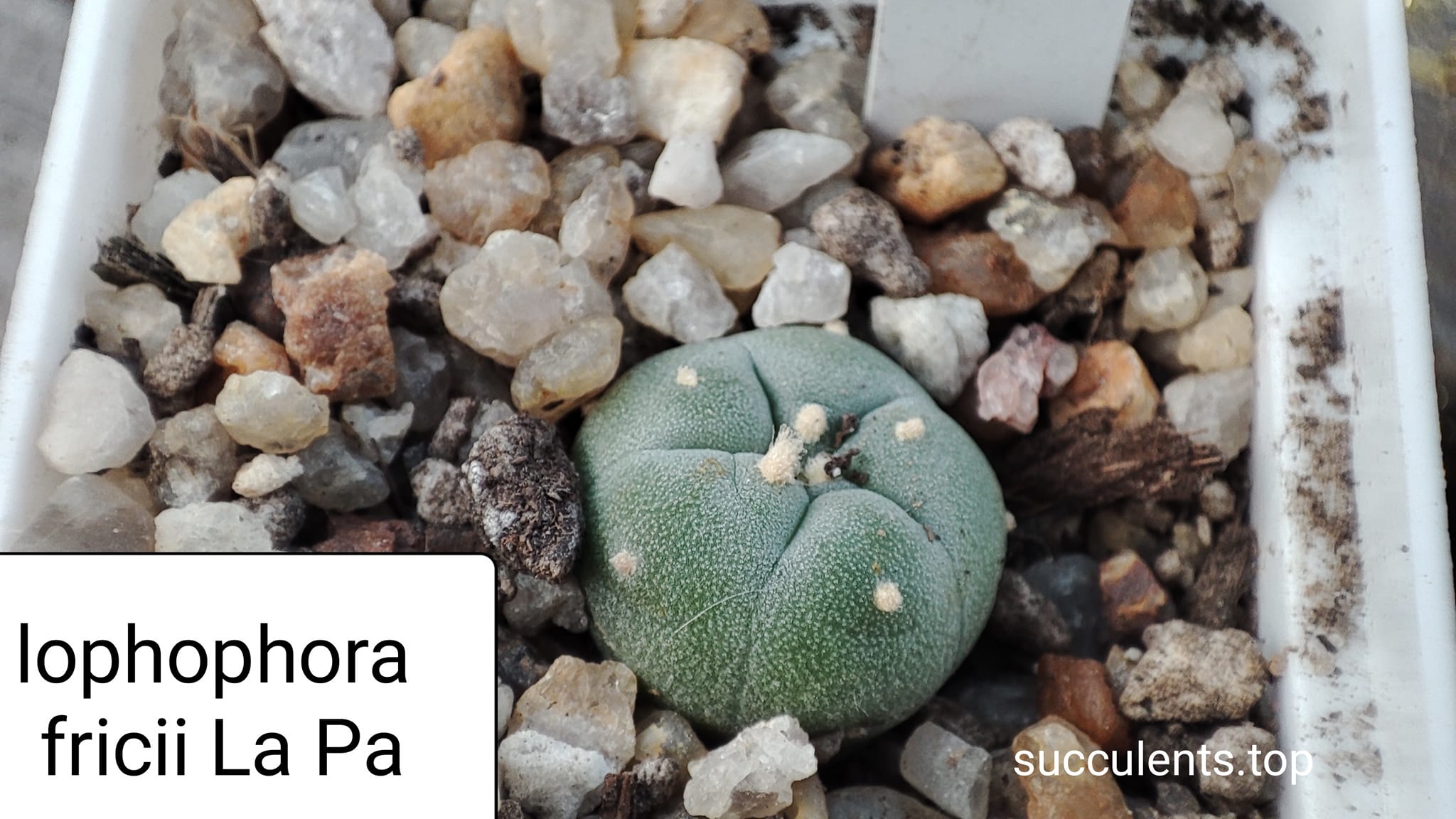 lophophora fricii La Pa