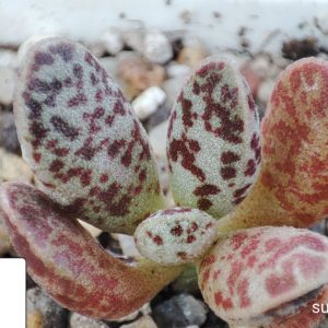 adromischus marianiae Bryan Makin