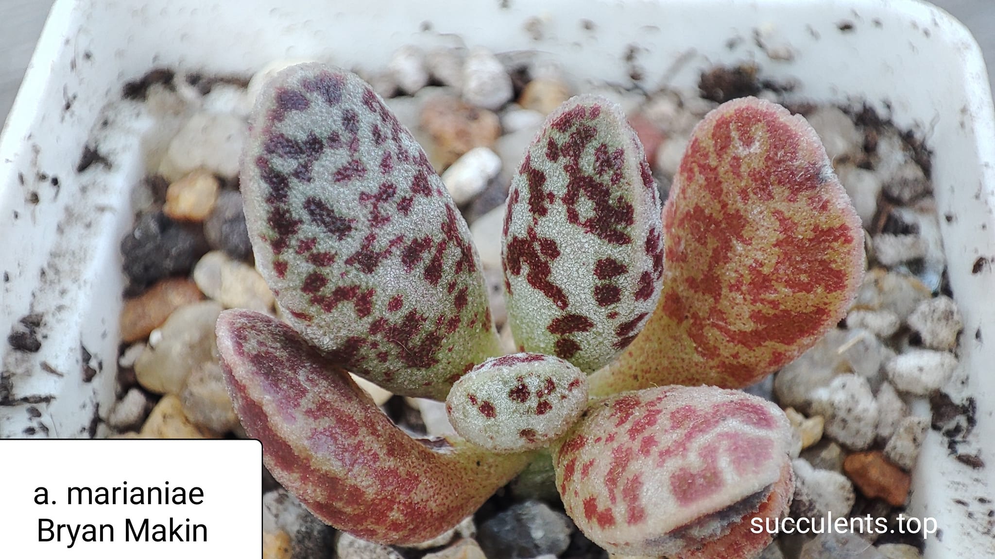 adromischus marianiae Bryan Makin