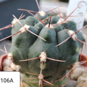 gymnocalycium fischeri P106A