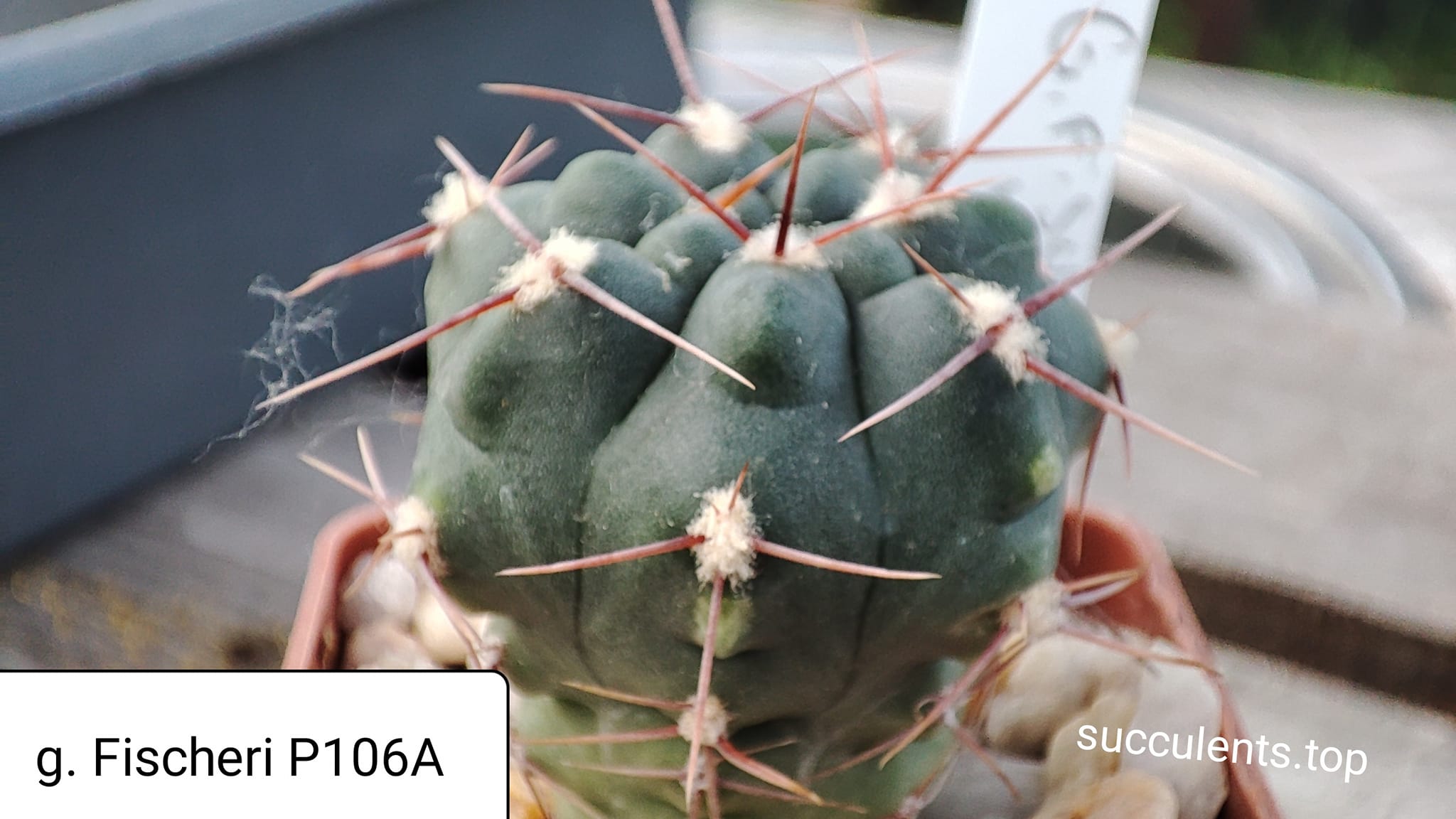 gymnocalycium fischeri P106A