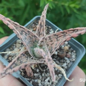 aloe cv