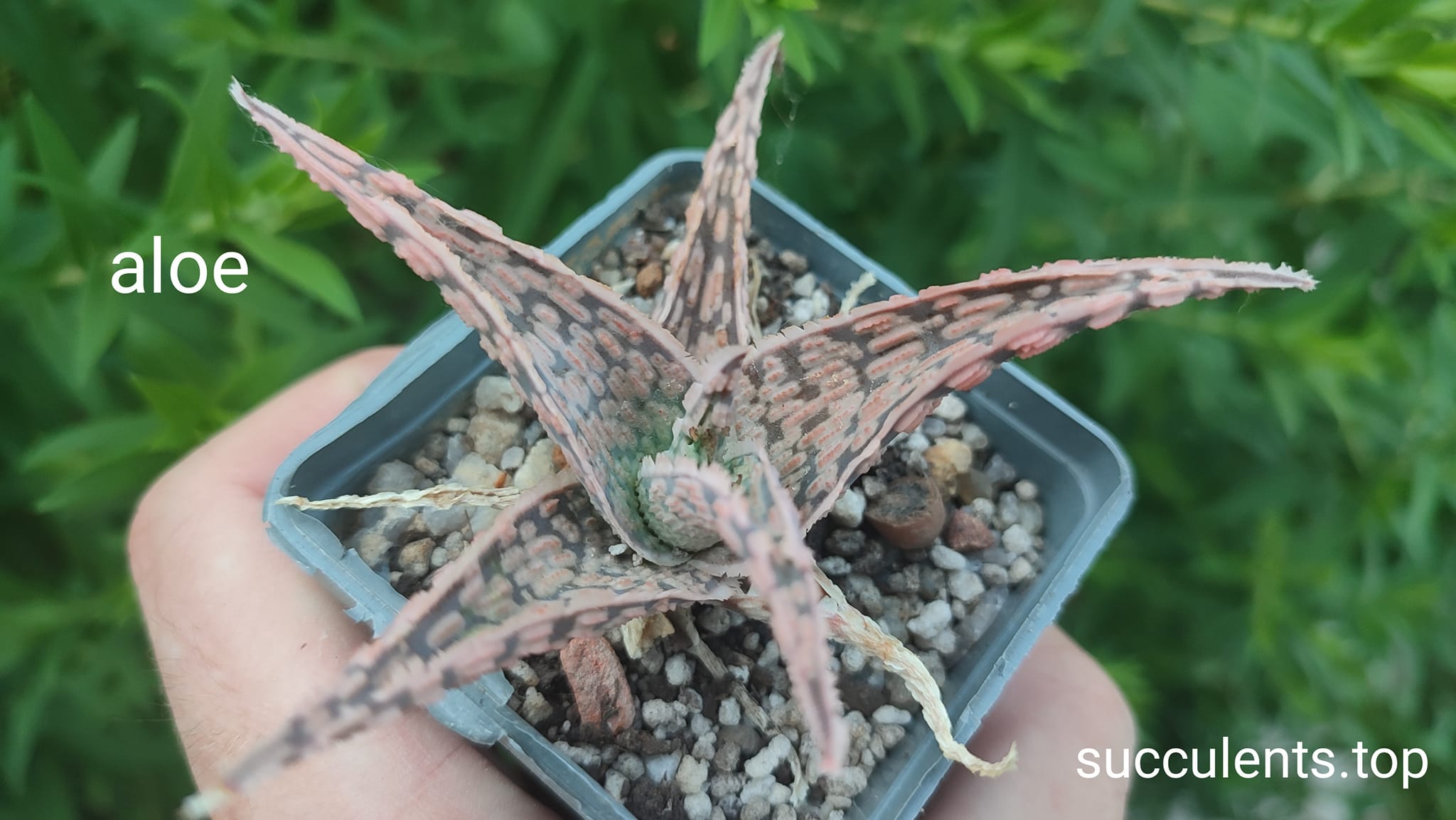 aloe cv
