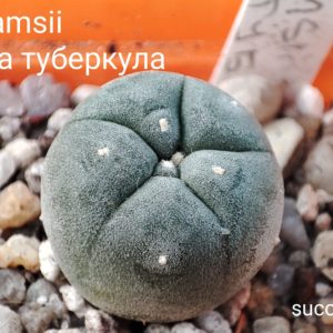 lophophora williamsii selection (велика туберкула)