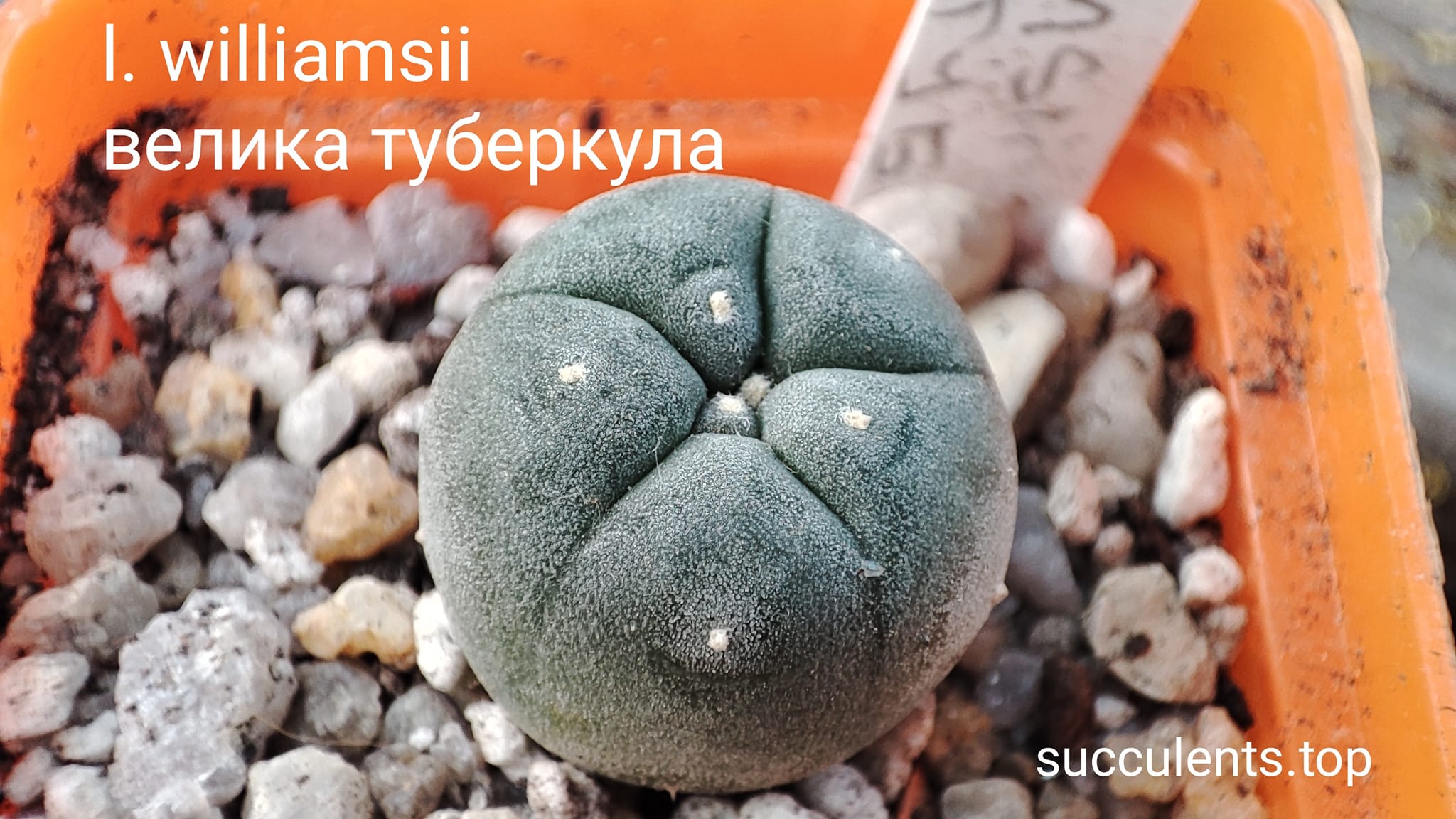 lophophora williamsii selection (велика туберкула)