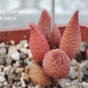 adromischus marianiae herrei Vaalkraans