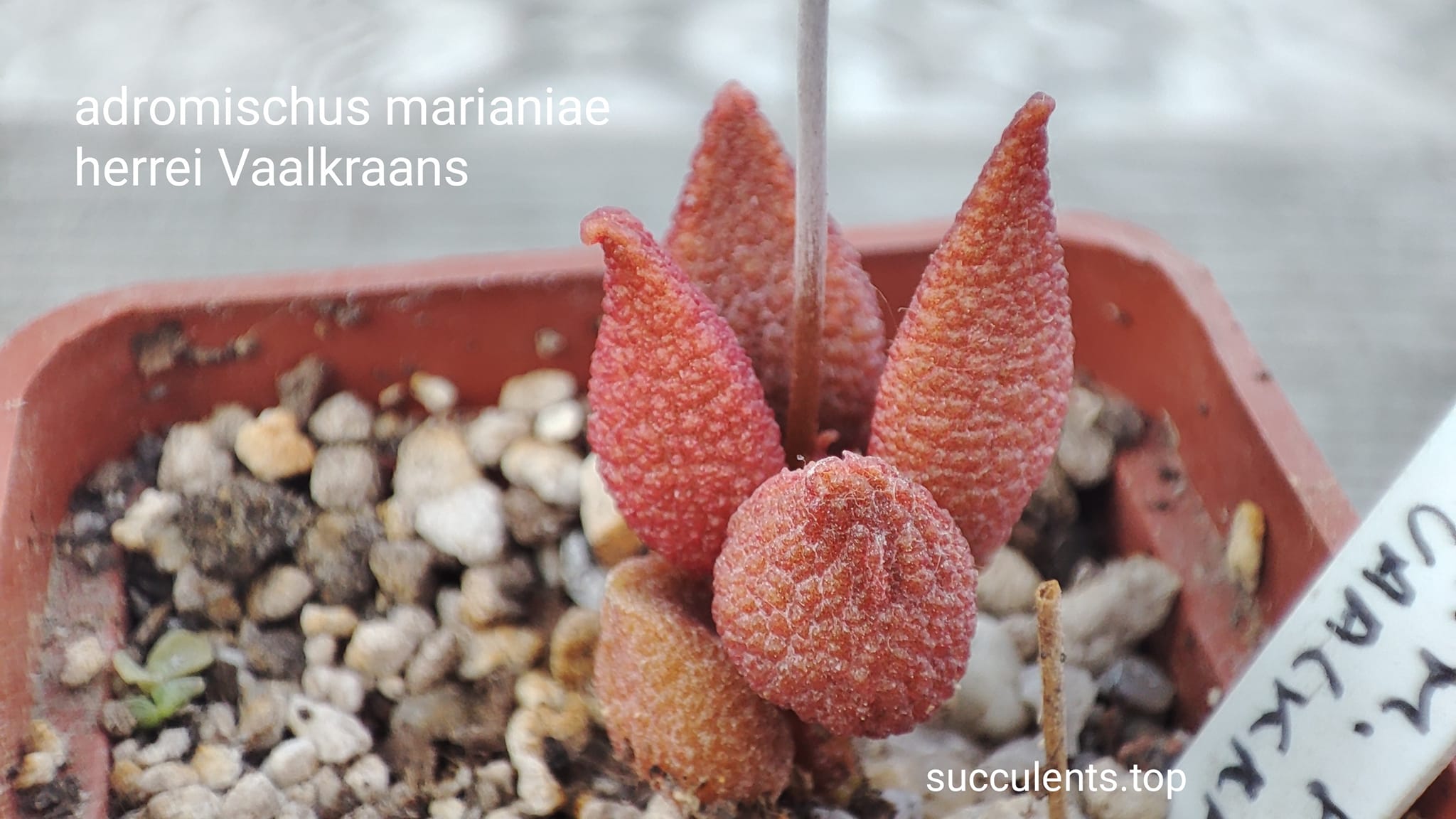 adromischus marianiae herrei Vaalkraans