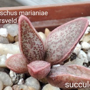 adromischus marianiae Richtesveld