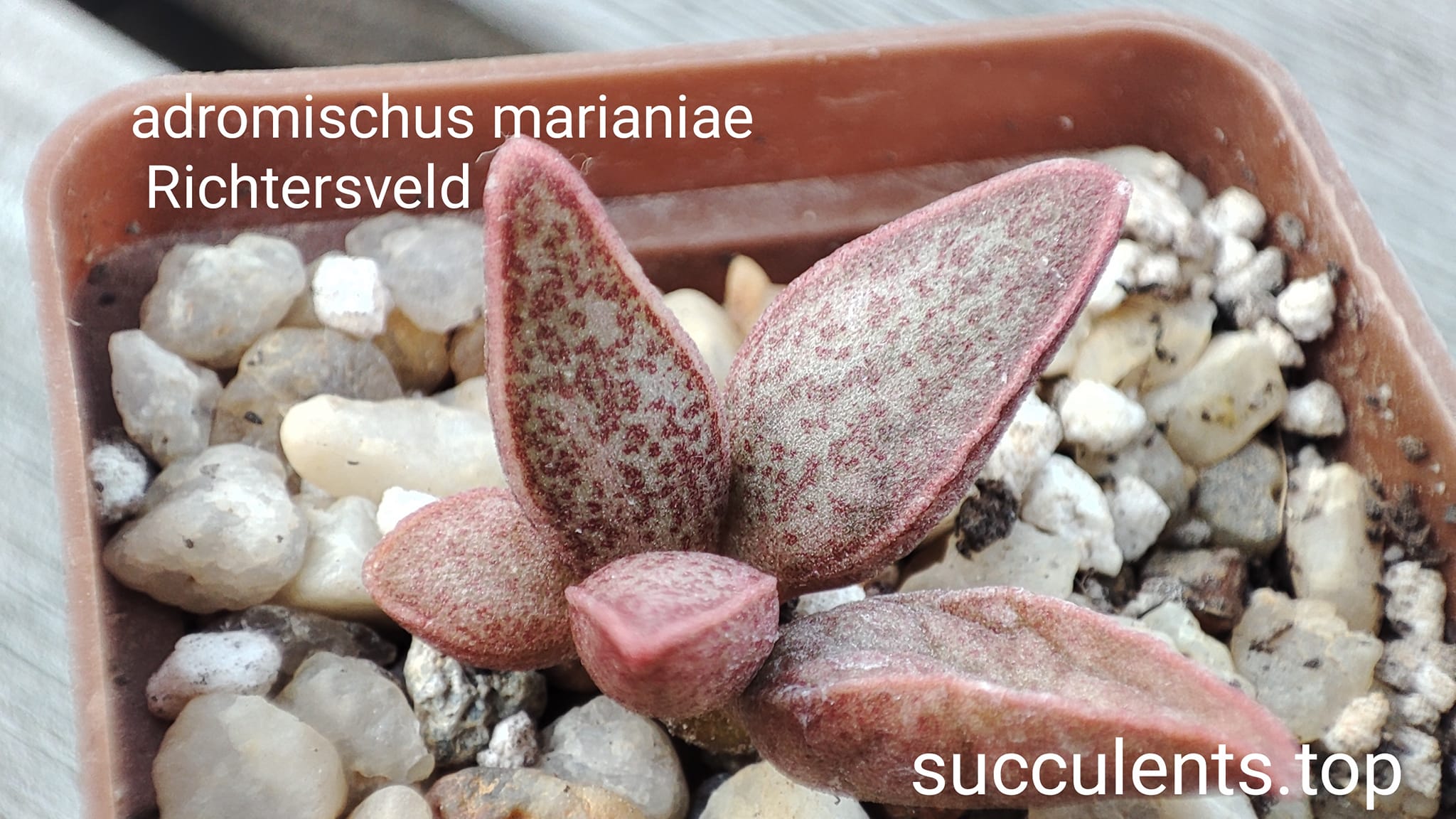 adromischus marianiae Richtesveld