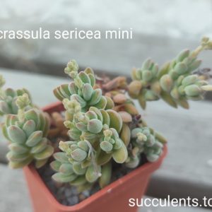 crassula sericae mini