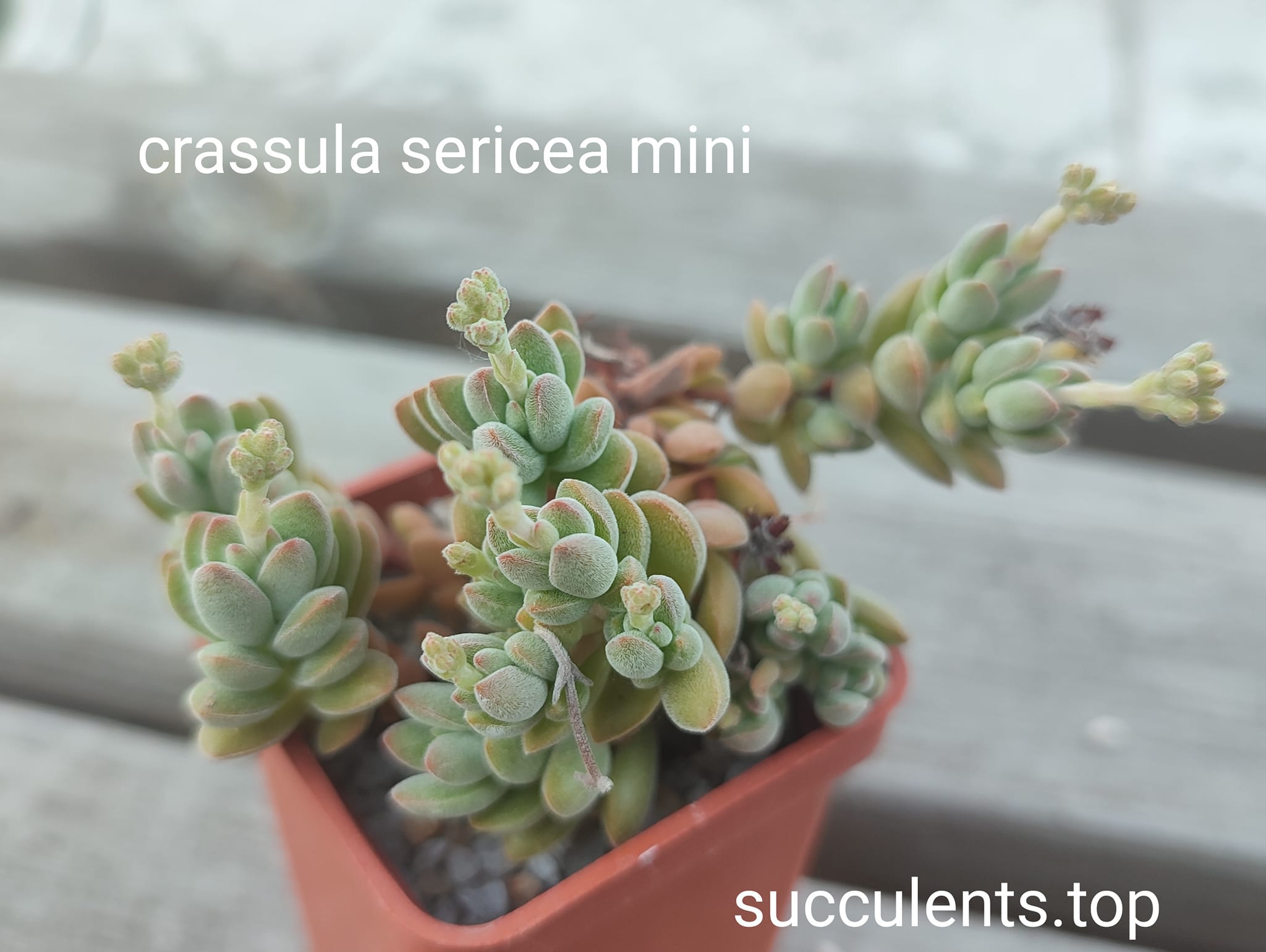 crassula sericae mini