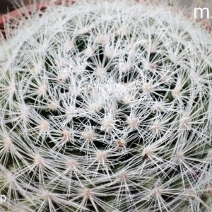 mammillaria candida