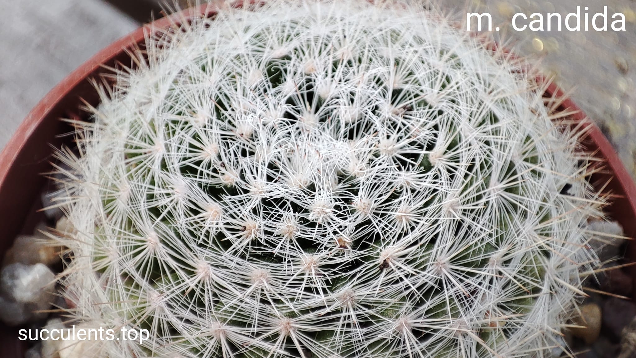 mammillaria candida
