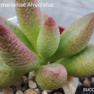 asdromischus marianiae Alveolatus Gladdekop