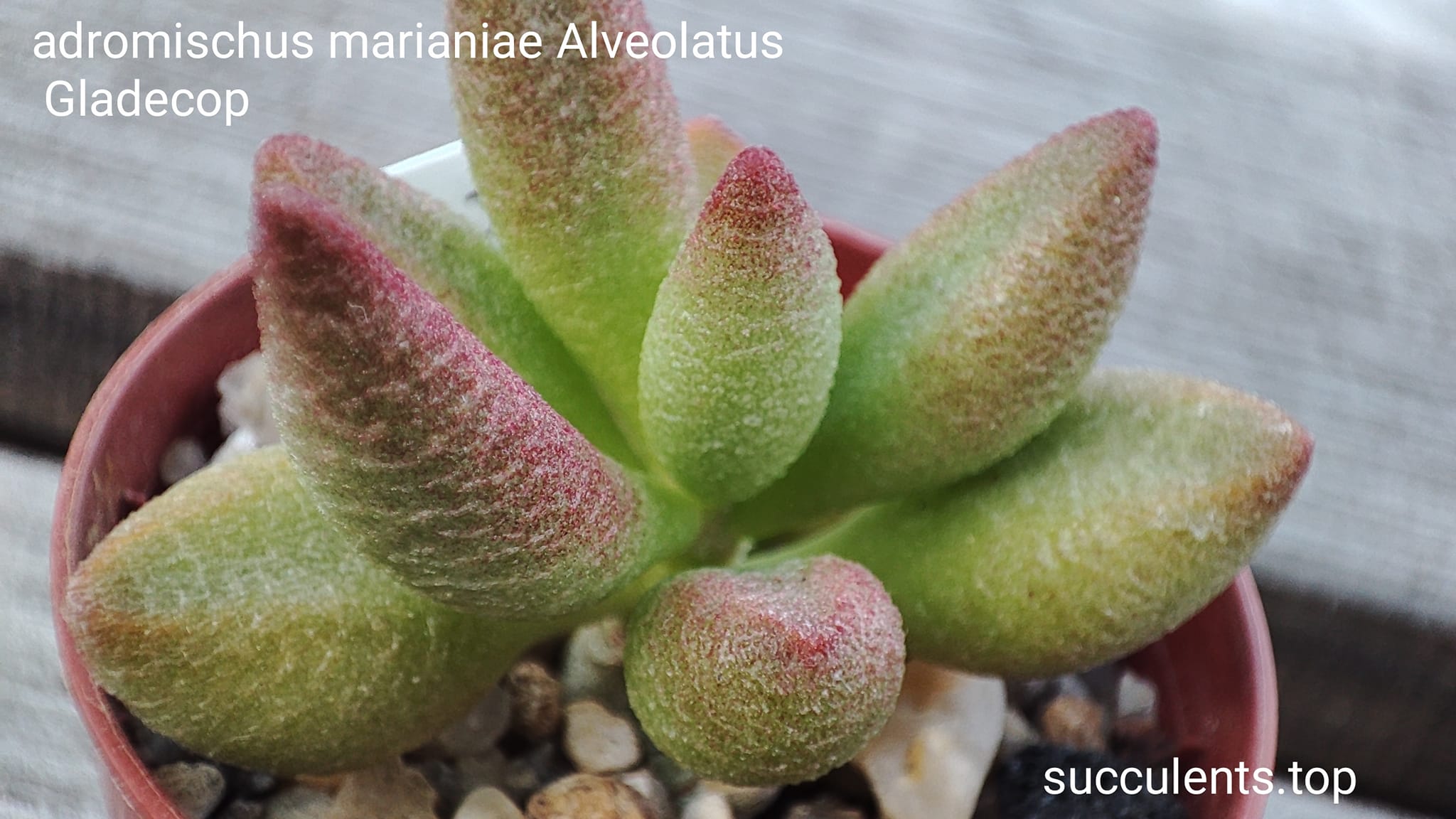 asdromischus marianiae Alveolatus Gladdekop