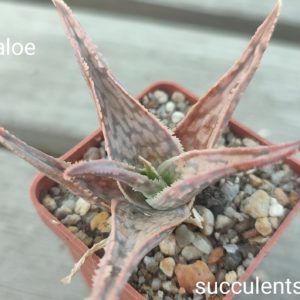aloe