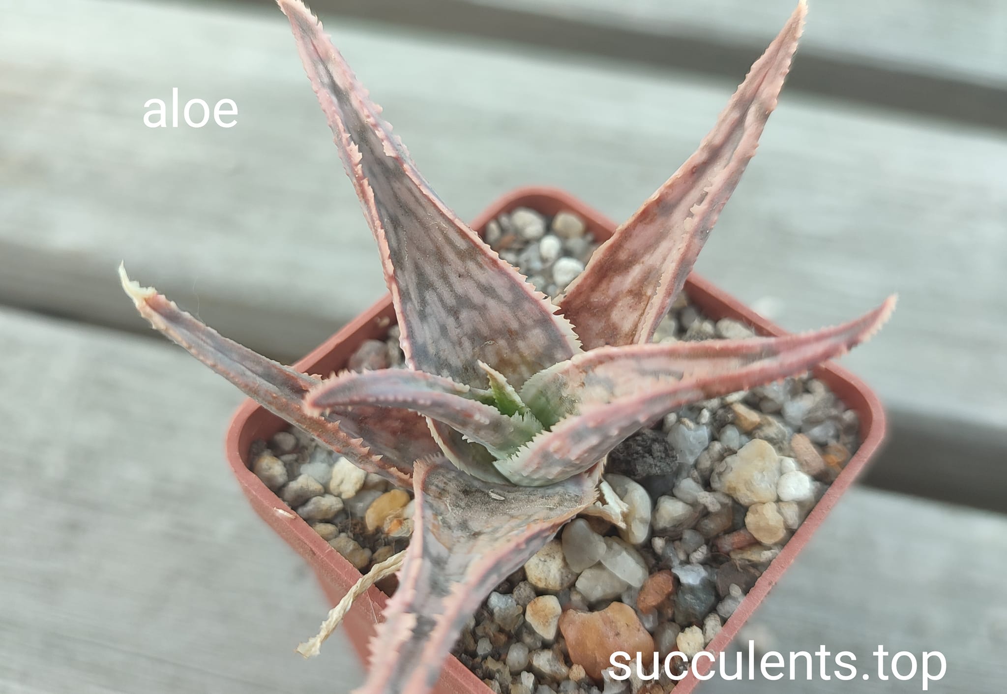 aloe