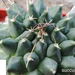 Mammillaria centricircha