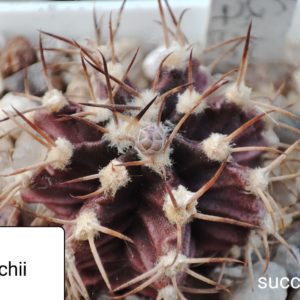 gymnocalycium michnovichii Zebra