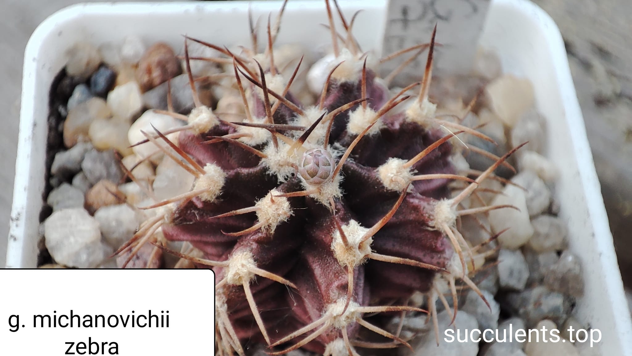 gymnocalycium michnovichii Zebra