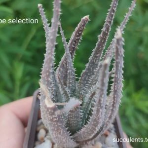 aloe selection