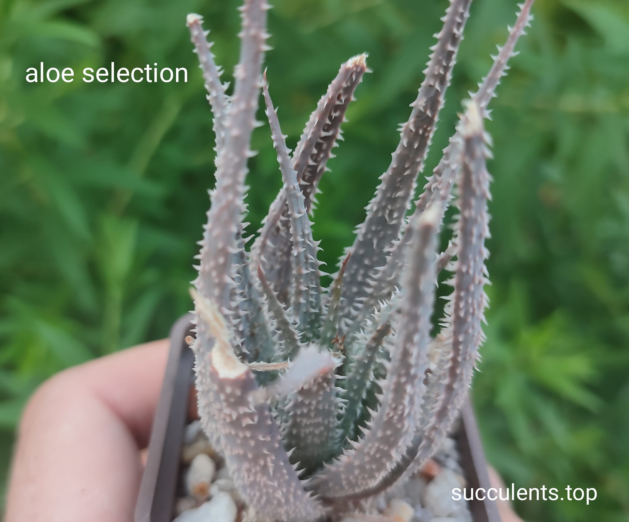 aloe selection