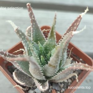 aloe selection