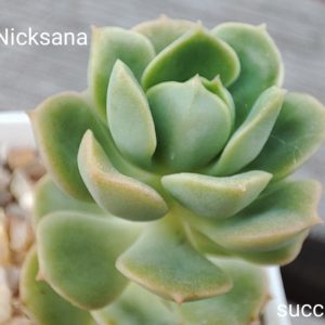 echeveria nicksana