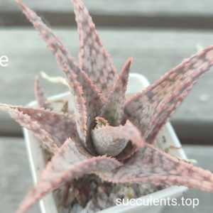 aloe cv