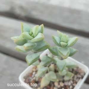 crassula perforata