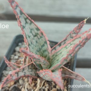 aloe cv