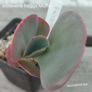 echeveria Ragga Mufin