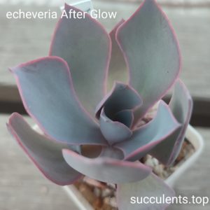 echeveria After Glow