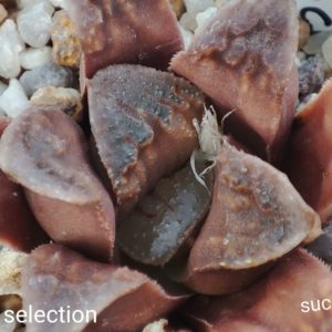 haworthia selection