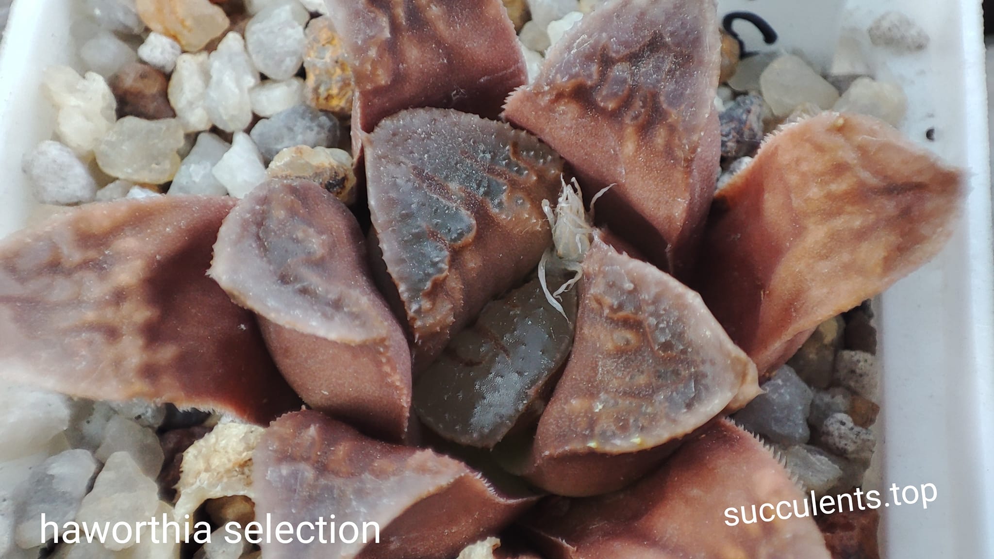 haworthia selection