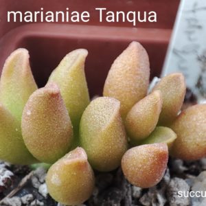 adromischus marianiae Tanqua