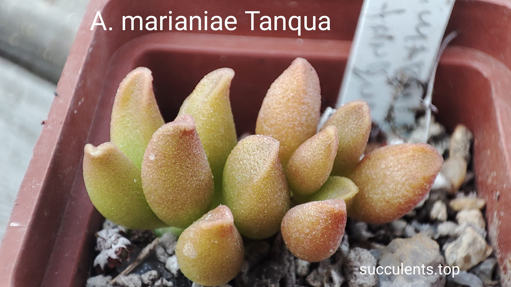 adromischus marianiae Tanqua