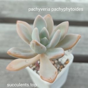 pachyveria pachyphytoides