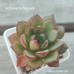 echeveria morani