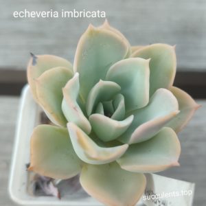 echeveria imbricata