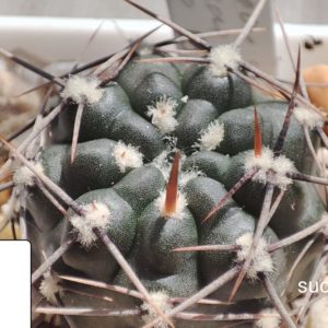 gymnocalycium brachypetallum JHT196