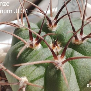 gymnocalycium intertextum v. moserianum MT08-400