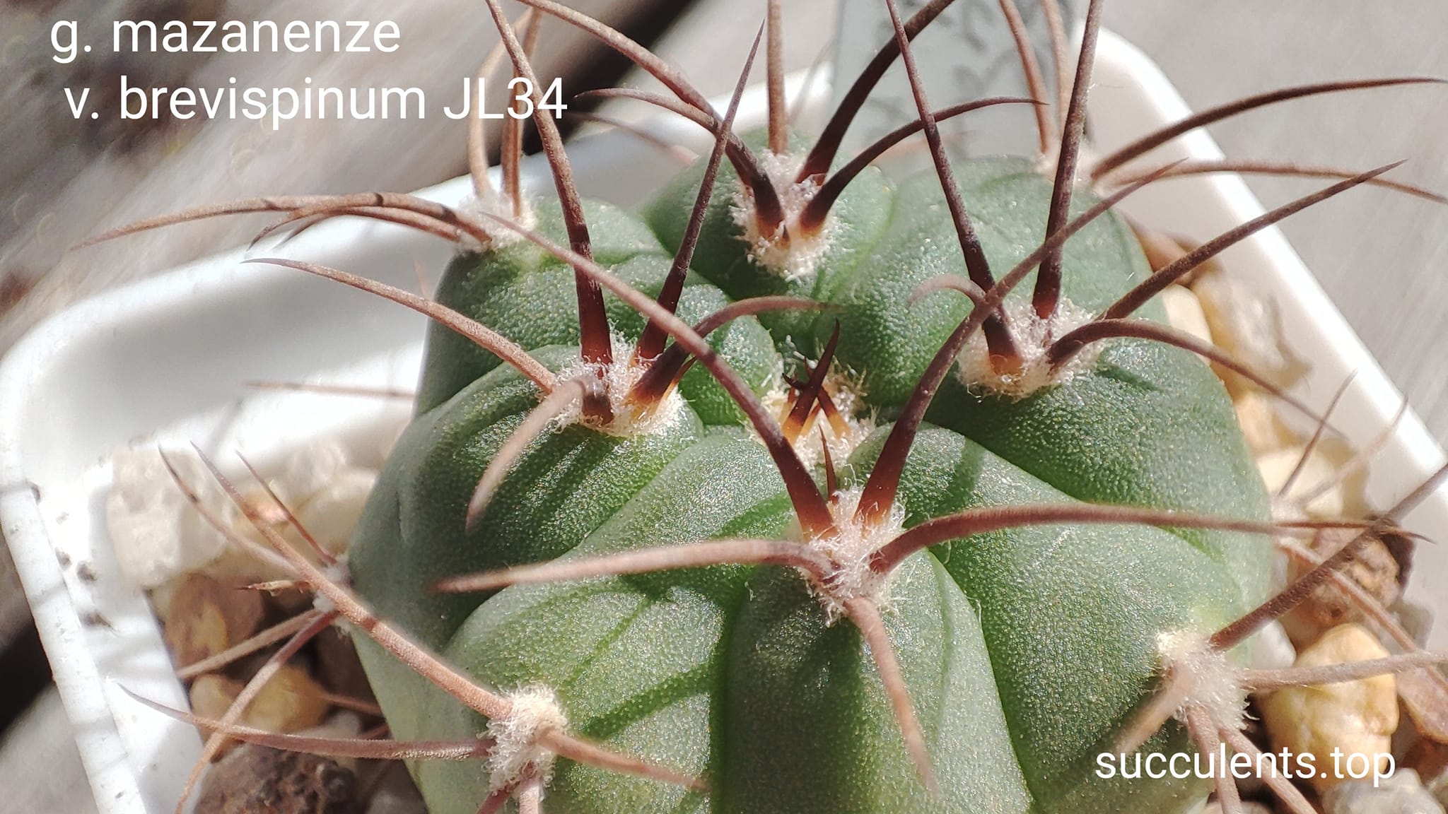 gymnocalycium intertextum v. moserianum MT08-400