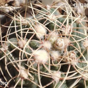 gymnocalycium gaponii VG503