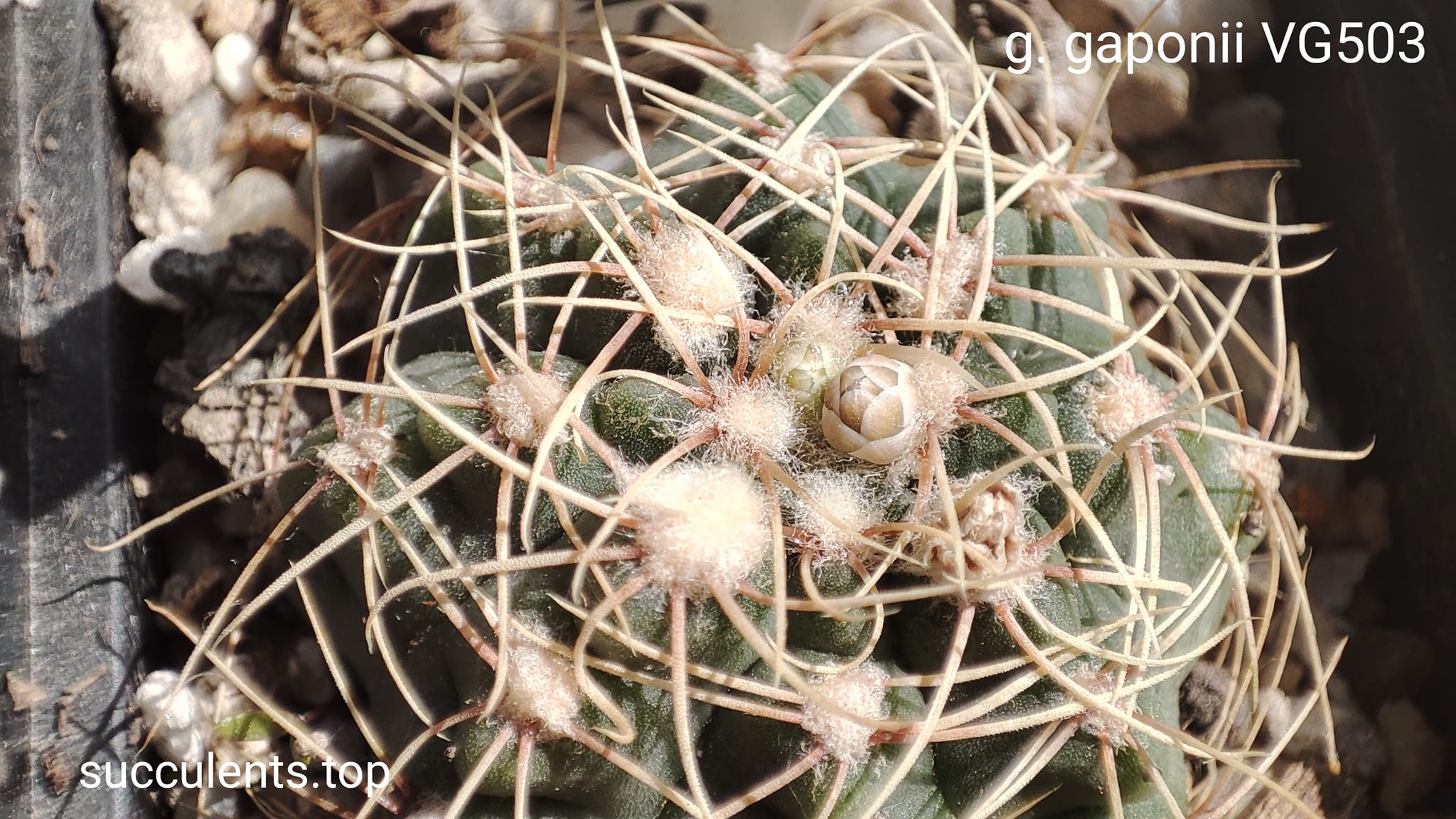gymnocalycium gaponii VG503