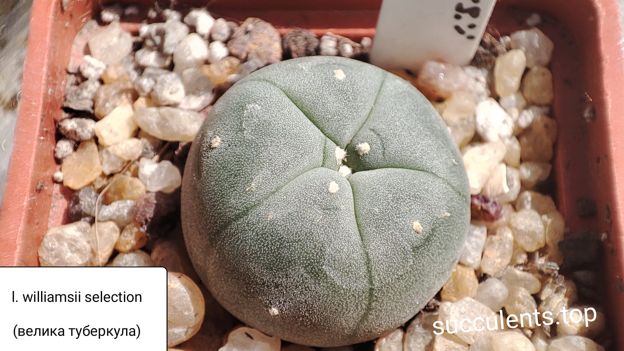 lophophora williamsii selection (велика туберкула)